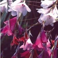 Dierama, Mixed Species and Hybrids