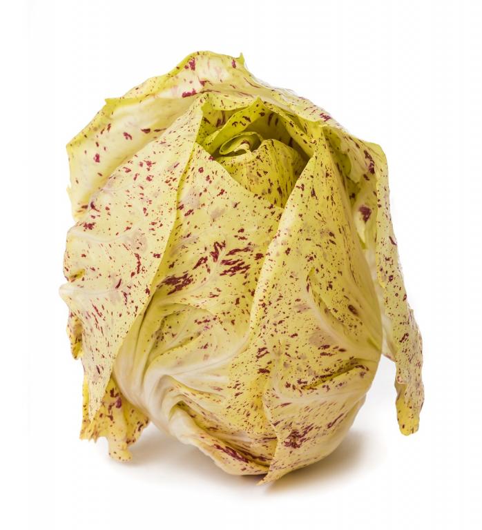 Chicory, Red (Radicchio), 'Variegata di Castelfranco'