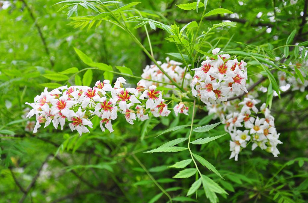 Xanthoceras sorbifolium