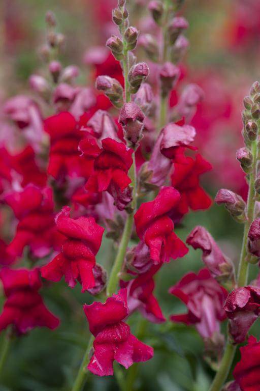 Antirrhinum majus, 'Ruby'