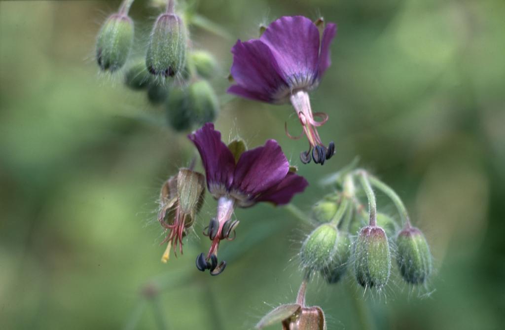 Geranium phaeum