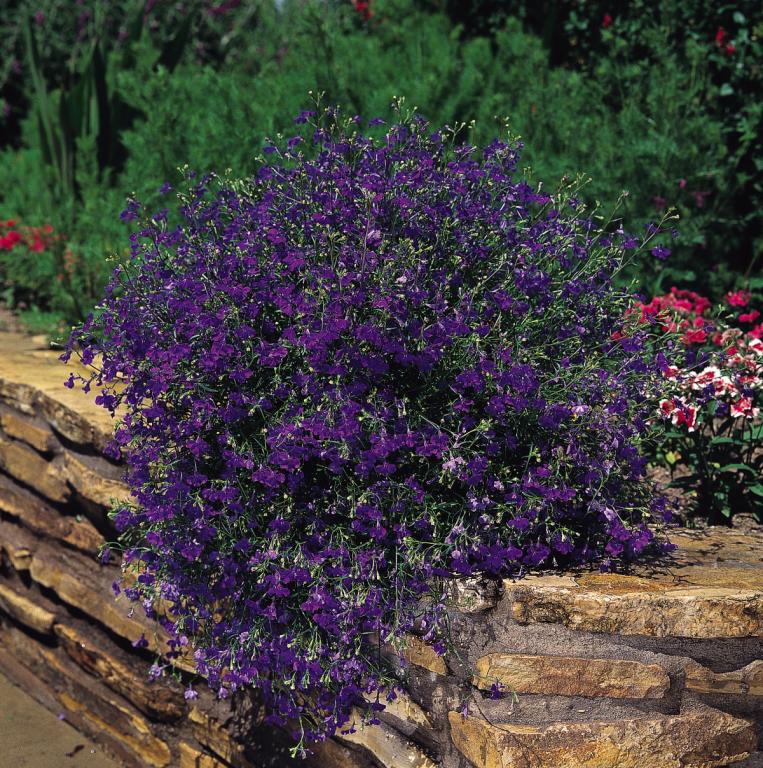 Lobelia erinus pendula, 'Regatta Marine Blue'