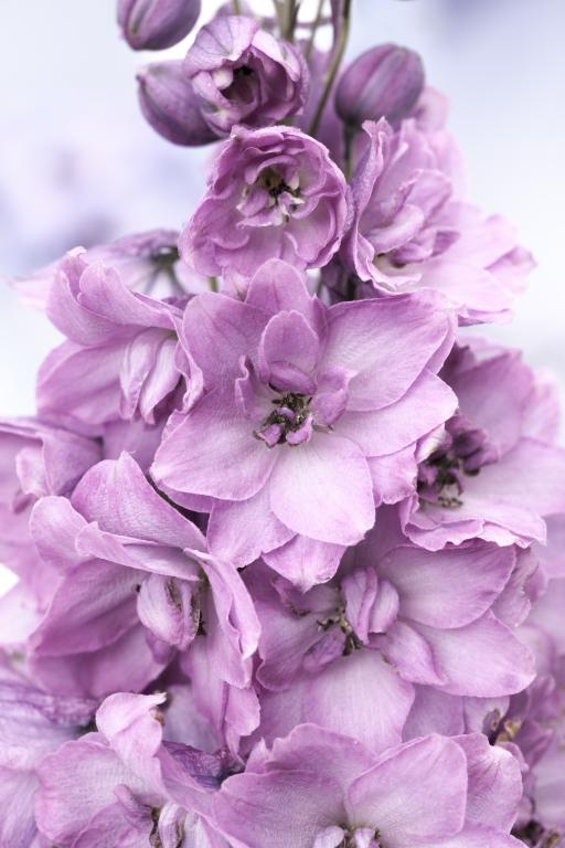 Delphinium hybrida, 'Astolat'