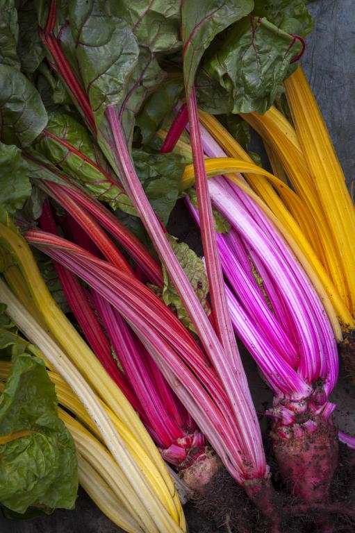 Chard, Swiss, 'Rainbow' Mixed