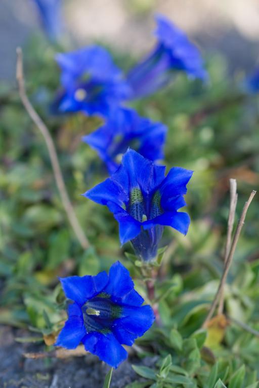 Gentiana acaulis