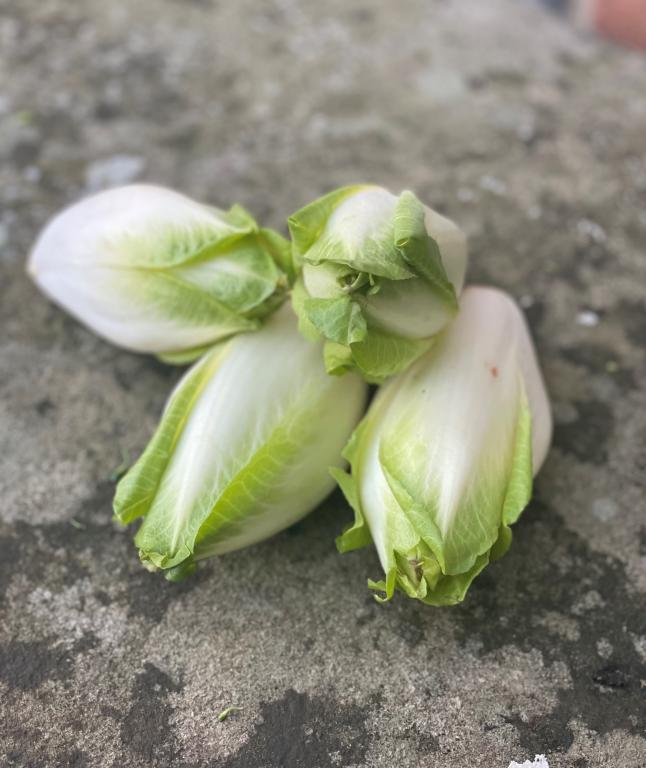 Chicory, 'Brussels Witloof'