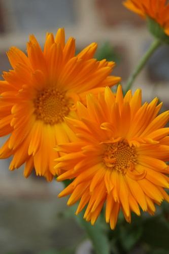 Calendula officinalis, 'Radio'