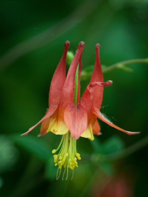 Aquilegia canadensis