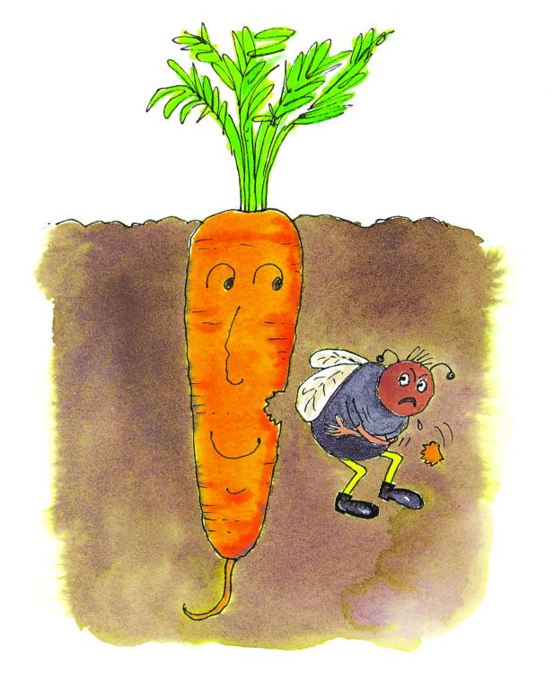 Carrot, 'Flyaway', F1 Hybrid