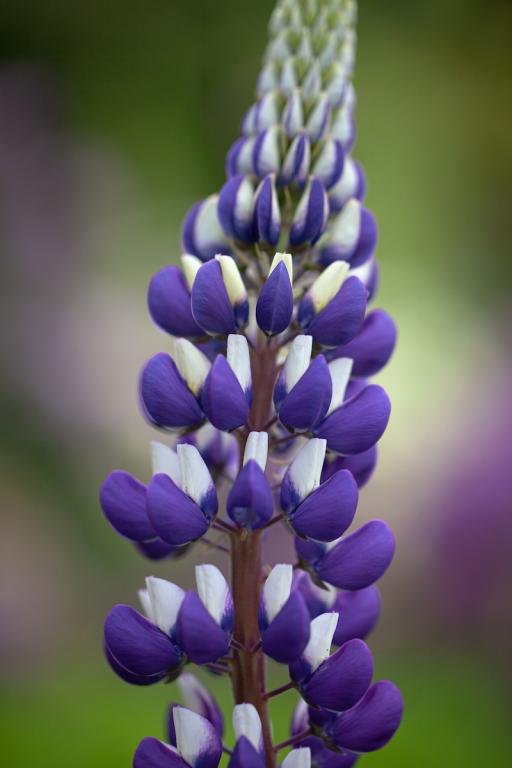 Lupinus polyphyllus, 'The Governor'