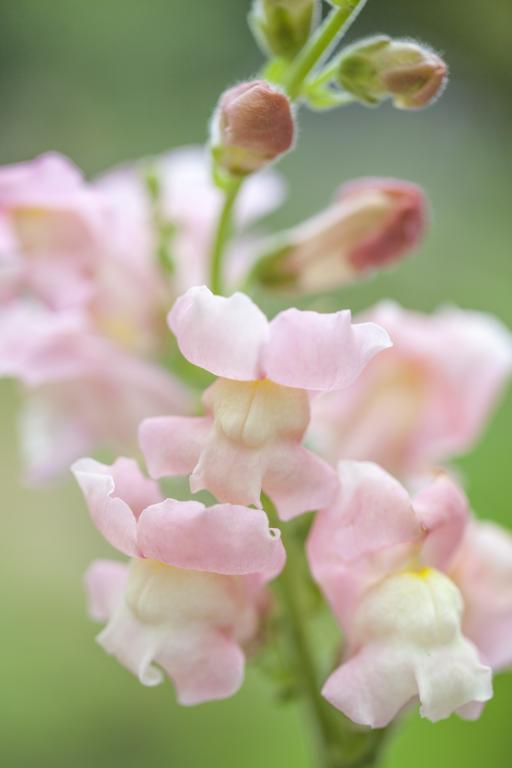 Antirrhinum majus, 'Appleblossom'
