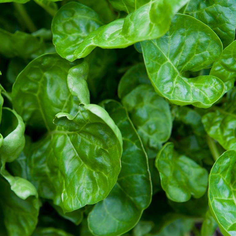 'Perpetual Spinach'