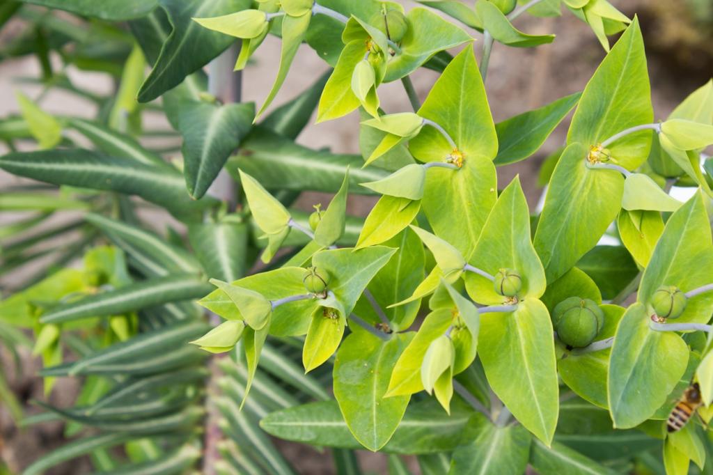 Euphorbia lathyris