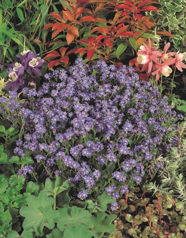 Myosotis sylvatica, 'Sylva Series', 'Bluesylva'