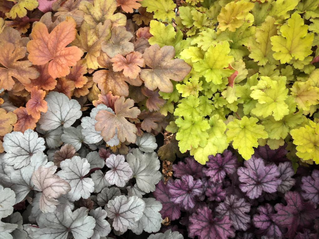 Heuchera, 'Neueste' Hybrids