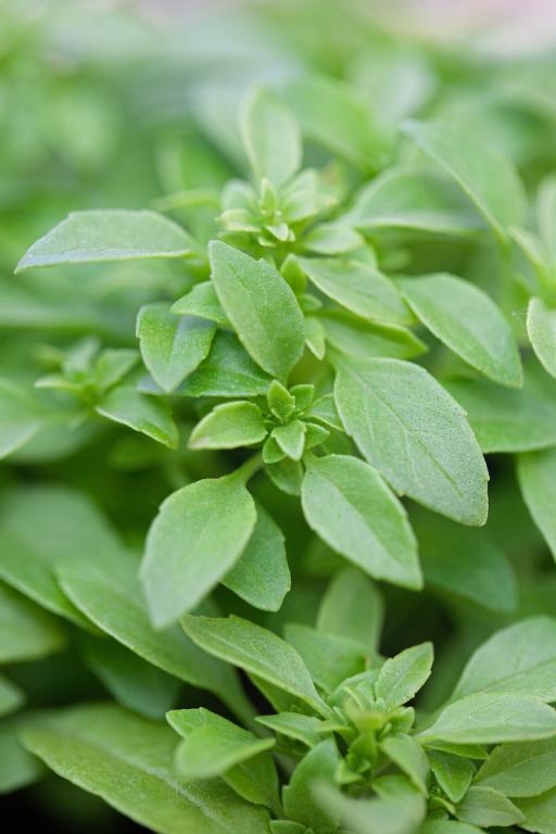 Basil, 'Fino Verde'