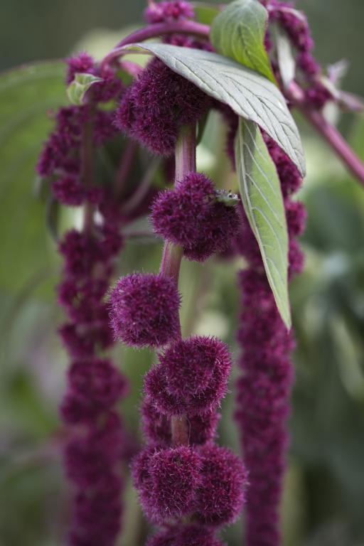 Amaranthus caudatus