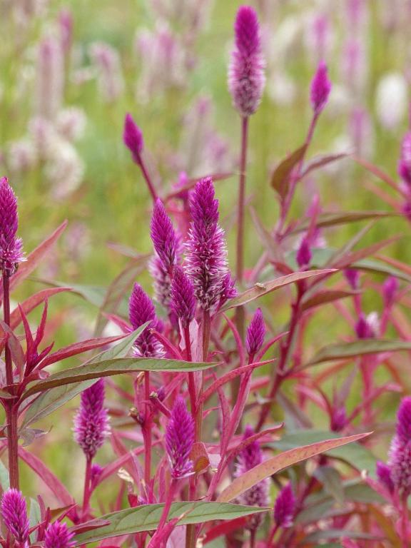 Celosia spicata, 'Flamingo Purple'