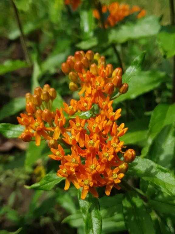 Asclepias tuberosa