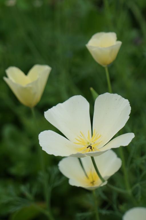 Eschscholzia californica, 'Ivory Castle'