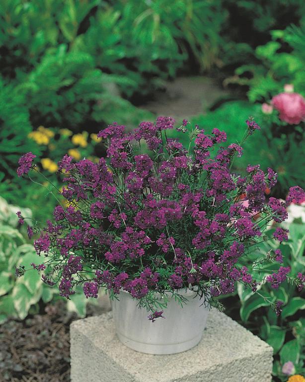 Verbena speciosa, 'Imagination'