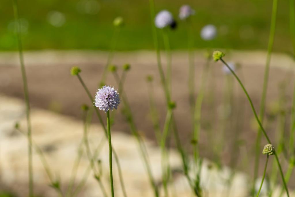 Succisella inflexa, 'Frosted Pearls'