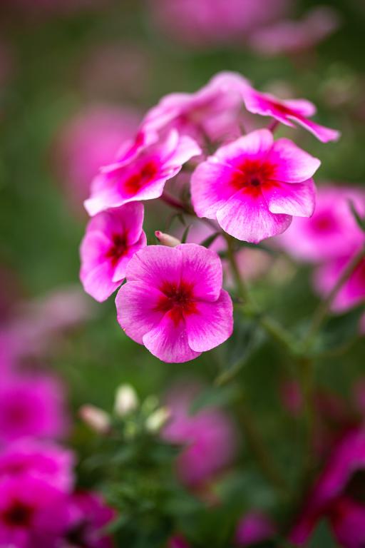 Phlox drummondii grandiflora, 'Brilliant'