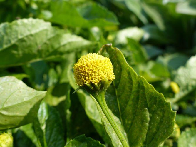 Acmella oleracea