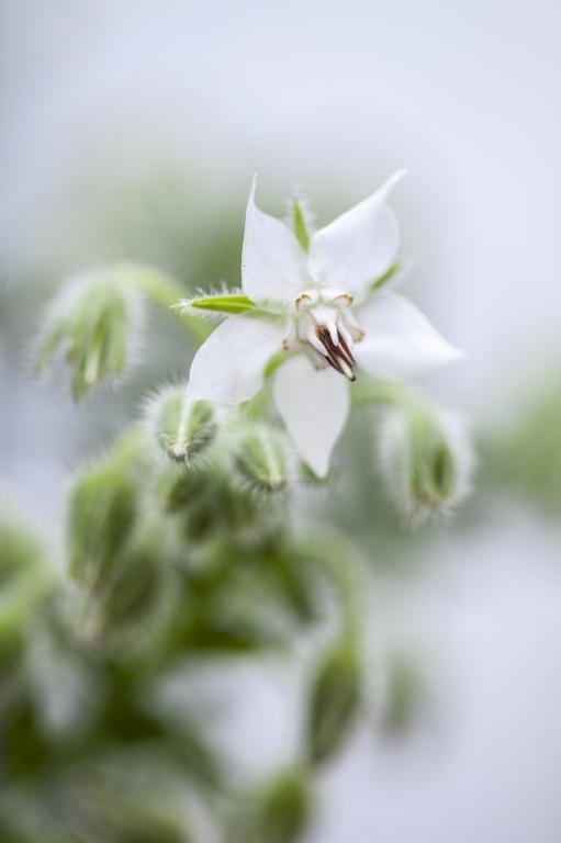 White Borage