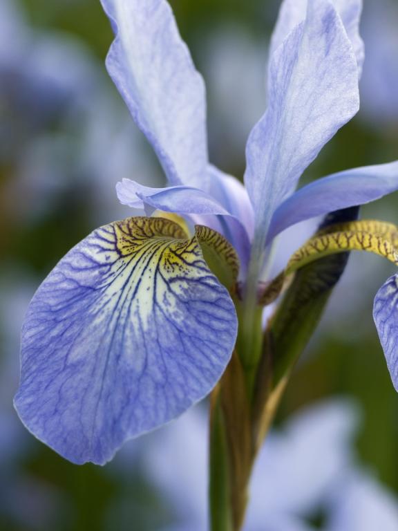 Iris sibirica, True Wild Form