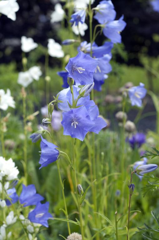 Campanula persicifolia, 'Telham Beauty'