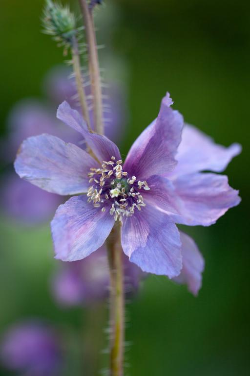 Meconopsis horridula
