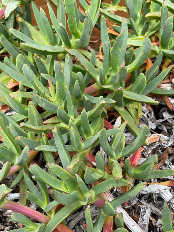 Carpobrotus edulis