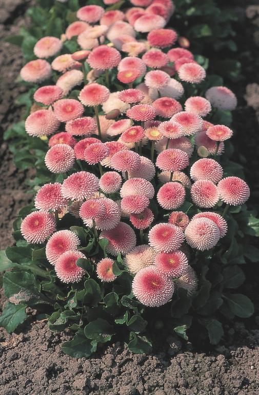 Bellis perennis, 'Tasso Strawberries & Cream'