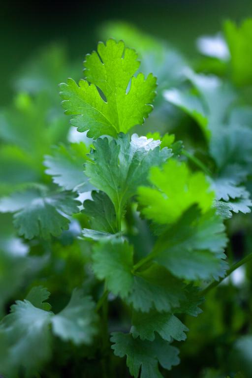Coriander, 'Slow Bolt'