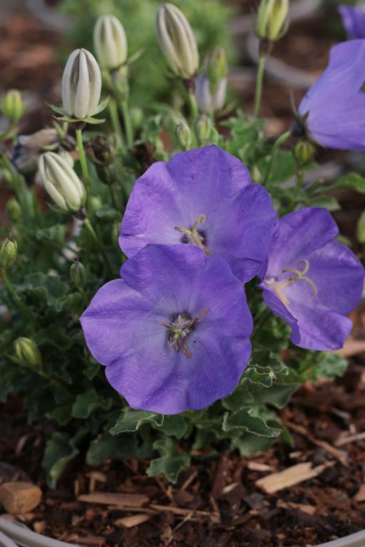 Campanula carpatica