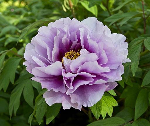 Paeonia, Mixed Species
