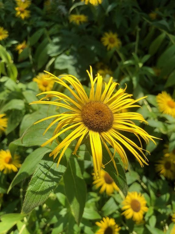 Inula helenium