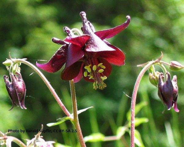 Aquilegia atrata