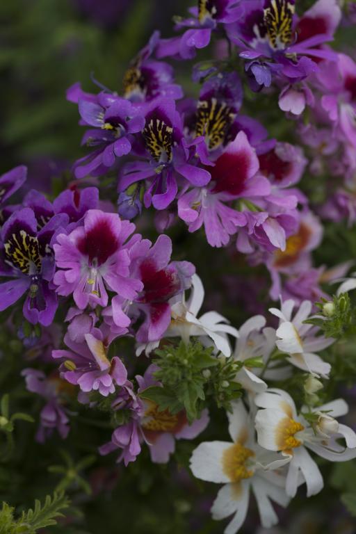 Schizanthus x wisetonensis, 'Angel Wings' Mixed