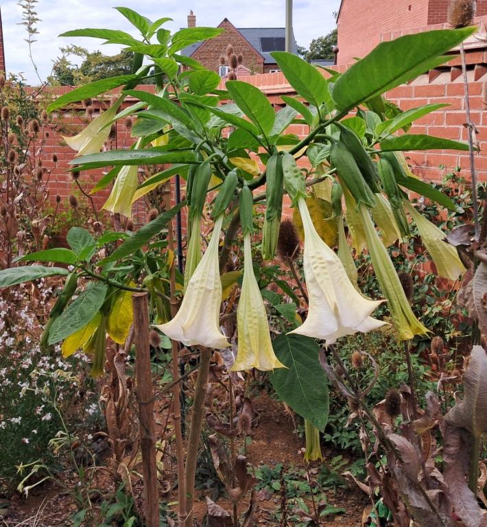 Datura arborea