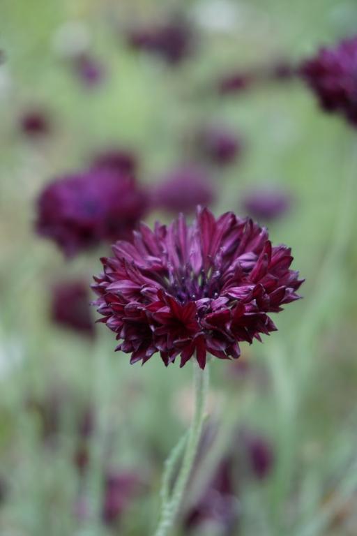 Centaurea cyanus, 'Black Ball'