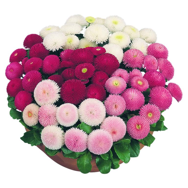 Bellis perennis, 'Tasso' Formula Mixed