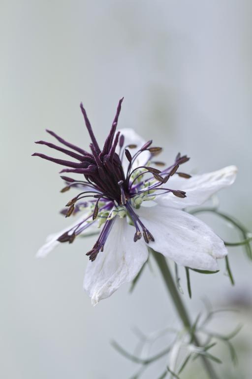 Nigella papillosa, 'African Bride'