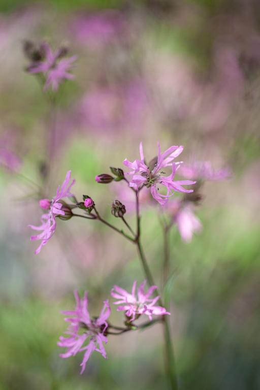 Lychnis flos-cuculi