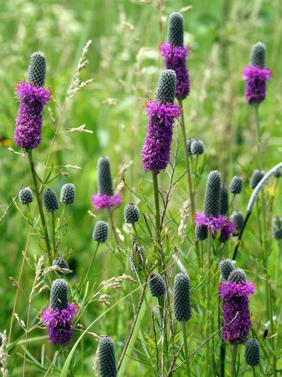 Dalea purpureum