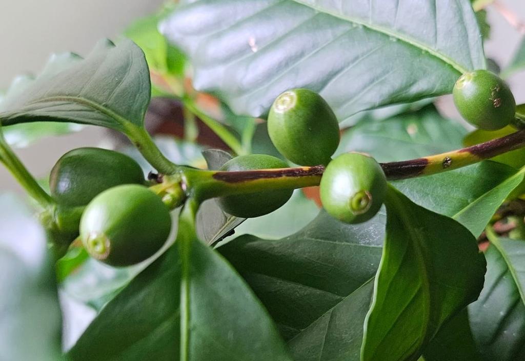 Coffea arabica nana