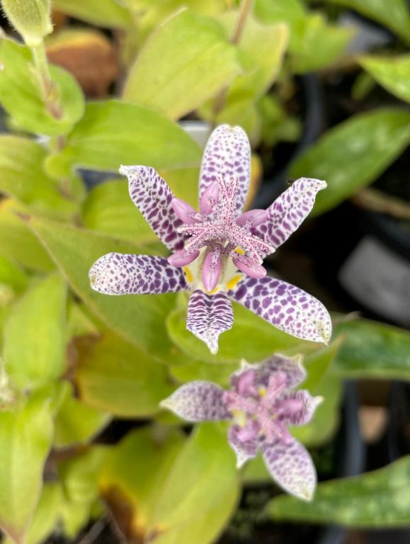 Tricyrtis hirta