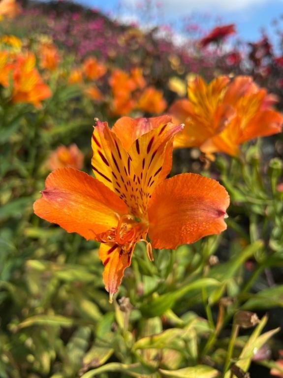 Alstroemeria aurantiaca