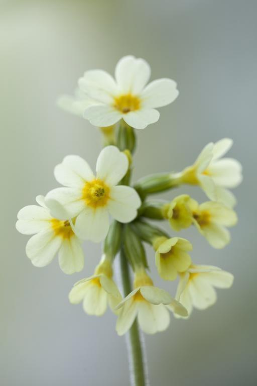 Primula elatior, True Wild Form